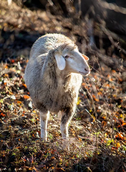 Ein Widder Auf Der Weide Einem Sonnigen Tag — Stockfoto