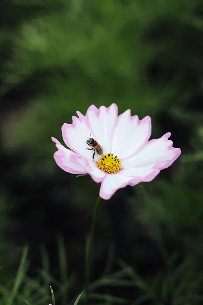 Маленький Шмель Покоящийся Цветке Садового Космоса — стоковое фото