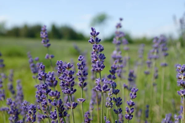 Een Close Van Delicate Lavendel Bloeien Weide — Stockfoto