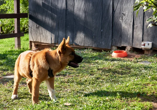 Entrerrios Kolumbien Juni 2021 Ein Schäferhund Auf Einem Grünen Gras — Stockfoto