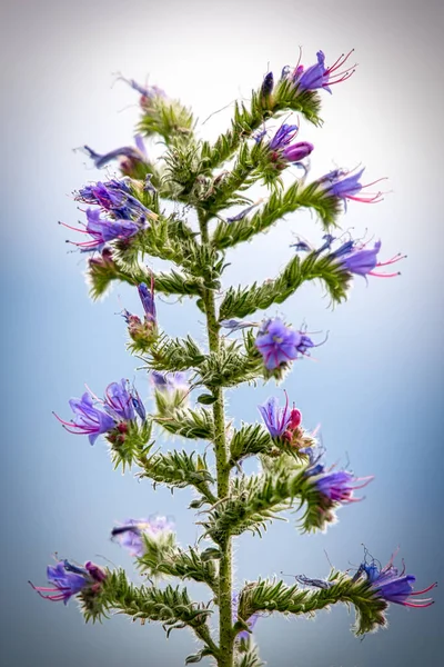 Egy Függőleges Echium Vulgare Napfény Alatt Homályos Háttérrel — Stock Fotó