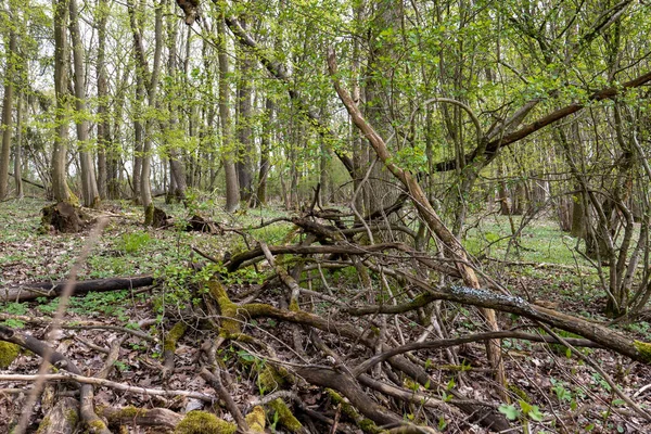 Złamane Upadłe Gałęzie Wysokich Drzew Lesie — Zdjęcie stockowe