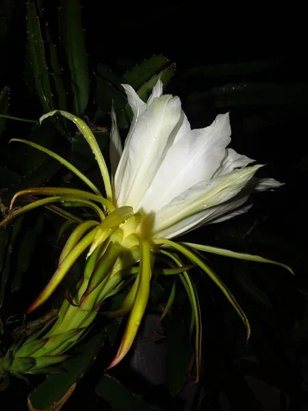 Tiro Foco Seletivo Uma Flor Hylocereus Grandiflorum — Fotografia de Stock