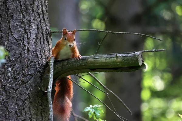 Écureuil Roux Sur Une Branche Arbre — Photo