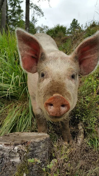 Vertical Shot Domestic Pig Farm Field Daylight Blurry Background — Stock Photo, Image