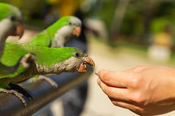 Cute Myiopsitta Monachus Argentine Parakeet Open Beak Searching Food — Zdjęcie stockowe