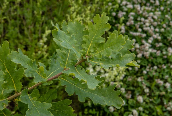 Nahaufnahme Eines Quercus Kelloggii Laubgrünes Blatt Auf Dem Grünen Boden — Stockfoto