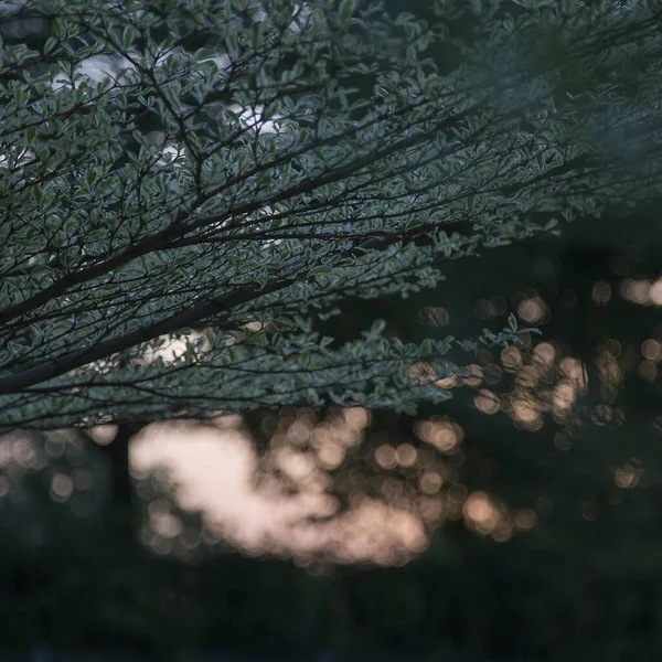 보케등을 배경으로 나뭇가지 — 스톡 사진