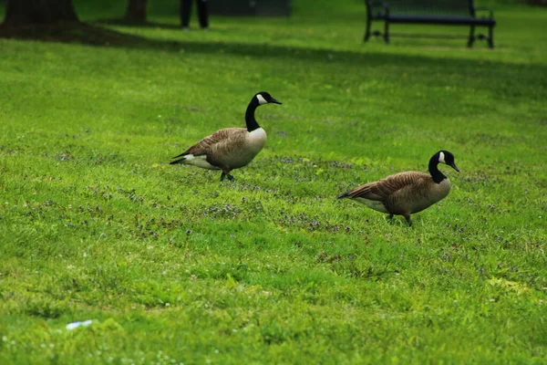 Zwei Gänse Laufen Auf Grünem Gras Einem Park — Stockfoto