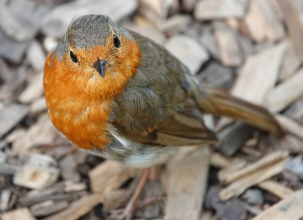 Closeup Shot European Robin Blurred Background — Stock Photo, Image