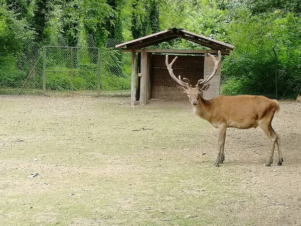 Primo Piano Caro Allo Zoo Con Piante Verdi Alberi Sullo — Foto Stock
