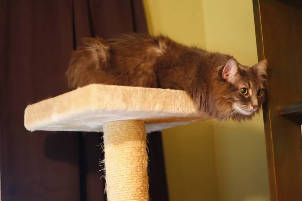 Closeup Adorable Fluffy Brown Domestic Cat - Stock-foto