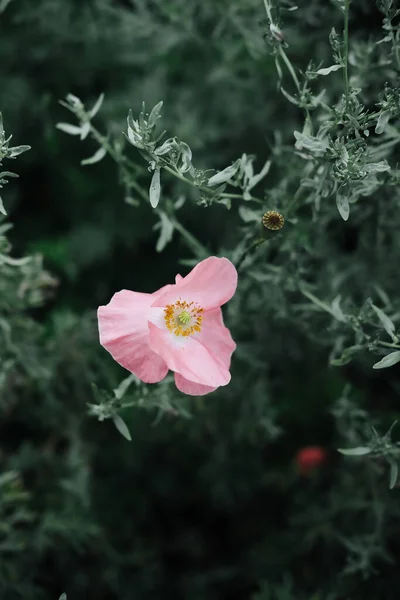 Una Amapola Rosa Cabeza Larga Arbusto Del Jardín — Foto de Stock