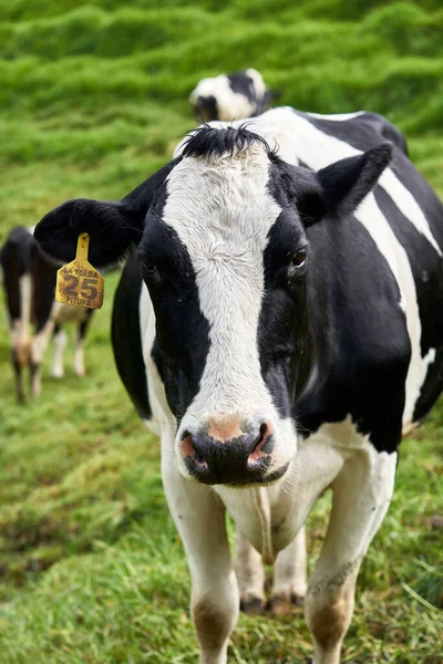Entrerrios Colômbia Junho 2021 Tiro Vertical Vacas Pretas Brancas Campo — Fotografia de Stock