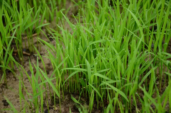 农场里的绿色成熟稻田土堆积如山 — 图库照片