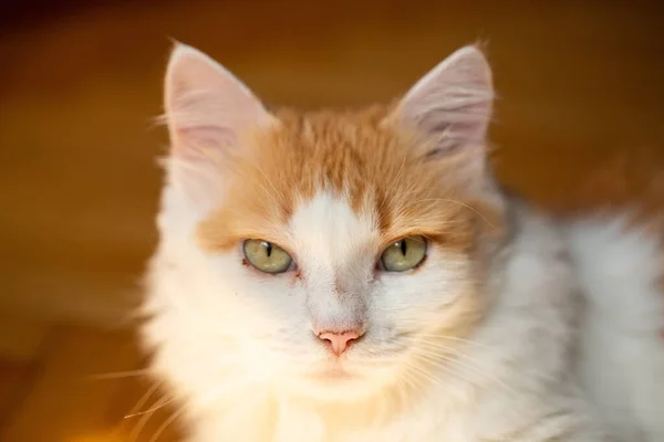 Een Close Shot Van Een Schattige Pluizige Kat Met Groene — Stockfoto