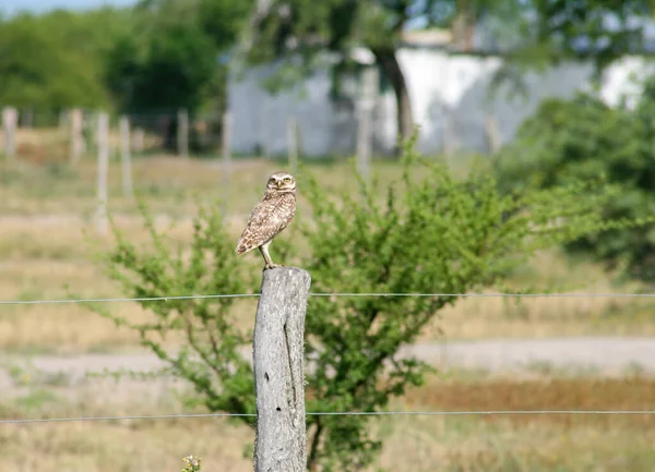 Búho Posado Poste Madera Campo —  Fotos de Stock