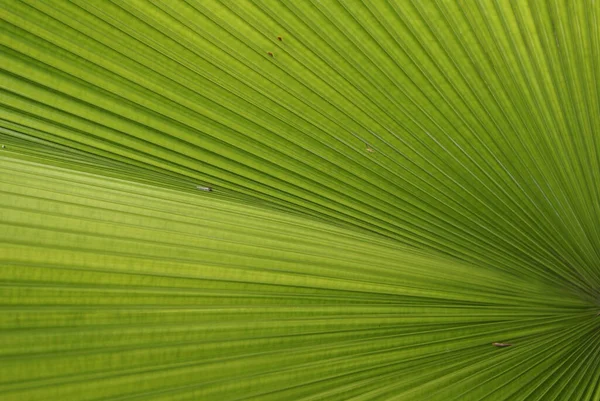 Egy Közeli Felvétel Egy Zöld Növény Szerkezetéről — Stock Fotó