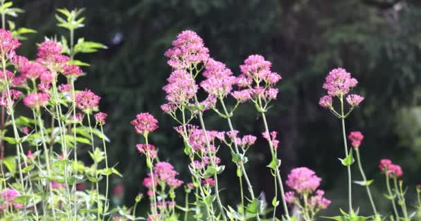 Hermosas Flores Jardín — Vídeos de Stock