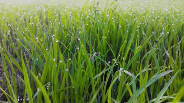 Hierba Verde Con Gotas Rocío Fondo Del Sol — Vídeo de stock