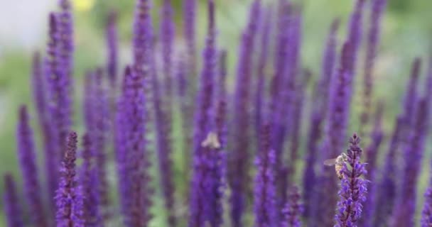 Hermosas Flores Lavanda Púrpura Jardín — Vídeos de Stock