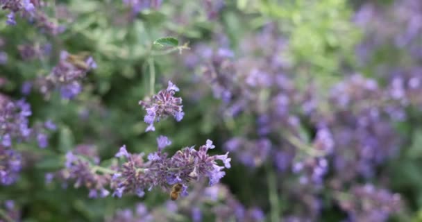 Belles Fleurs Violettes Dans Jardin — Video
