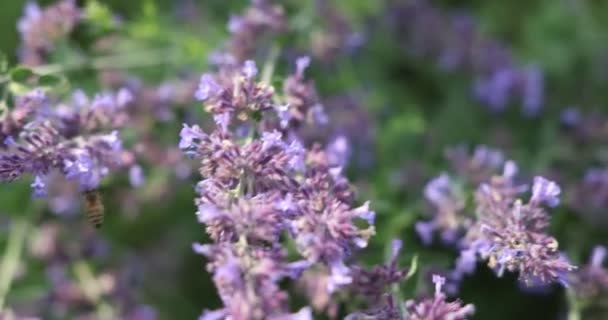 Belas Flores Roxas Jardim — Vídeo de Stock