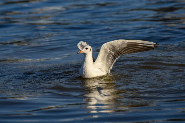 Pájaro Blanco Una Superficie Agua — Foto de Stock