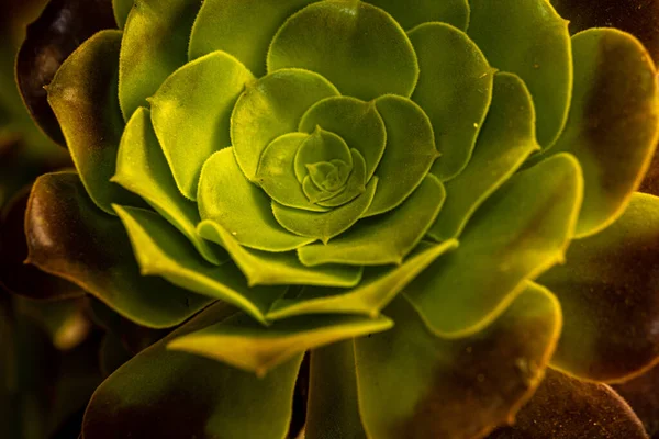 緑の花のマクロショット — ストック写真