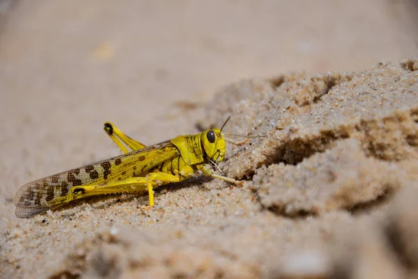 Close Shot Grasshopper — Stock Photo, Image