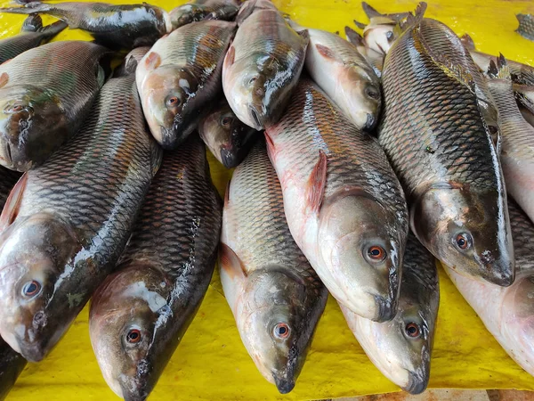 Tiro Perto Peixe Fresco Banca Mercado Dos Agricultores — Fotografia de Stock