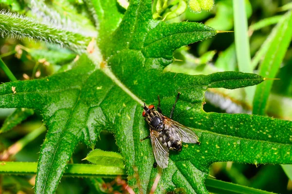 Primer Plano Insecto Llamado Flesh Fly Sobre Una Hoja Verde — Foto de Stock