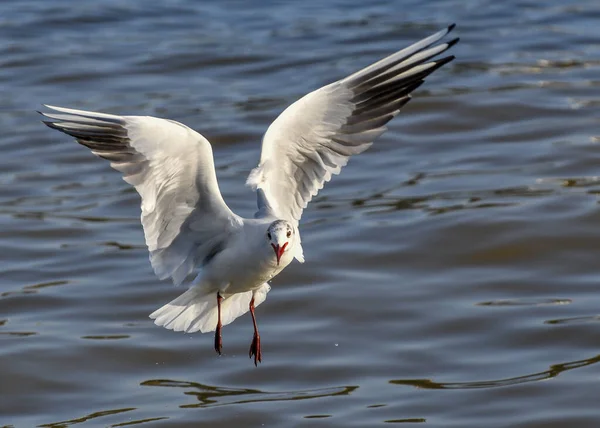 Oiseau Blanc Survolant — Photo