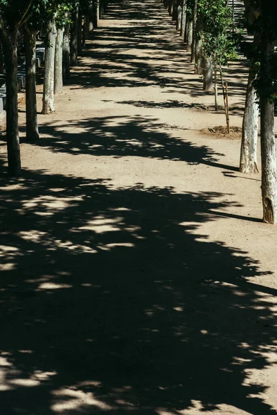 Pionowe Ujęcie Długiego Cienkiego Chodnika Symetrycznymi Drzewami Schodzącymi Bokach — Zdjęcie stockowe