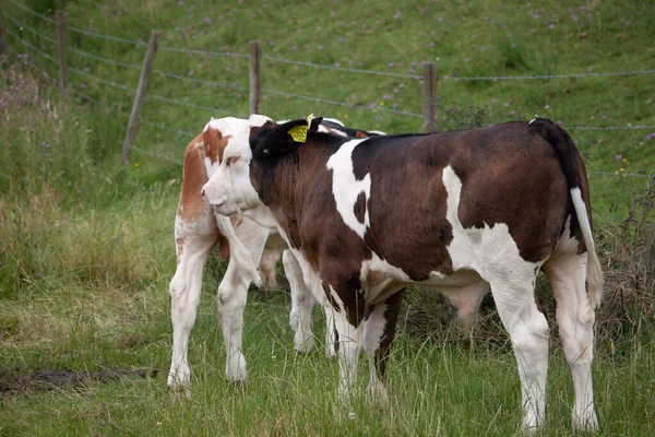 Zwei Kühe Grasen Auf Der Weide Einem Feld — Stockfoto