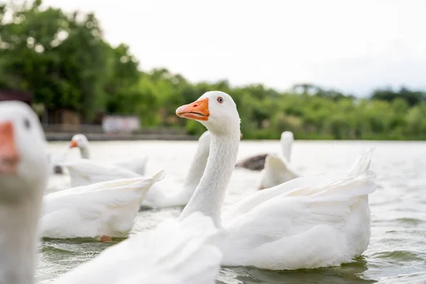 Hromada Bílých Hus Jezeře — Stock fotografie