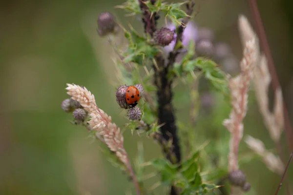 Closeup Shot Ladybug Wildflowers — Stock Photo, Image