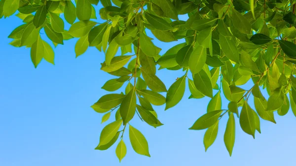 Belo Tiro Folhas Verdes Fundo Azul Céu — Fotografia de Stock