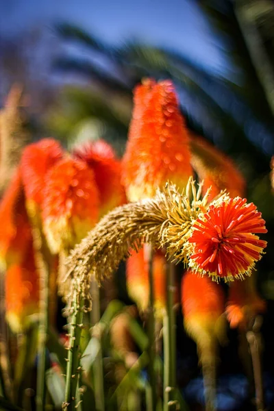 Plan Vertical Fleurs Poker Chaudes Rouges Orangées Fleurs — Photo