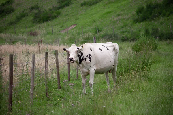 一头奶牛在田野的牧场上吃草 — 图库照片