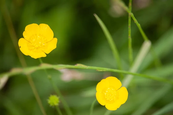 Primo Piano Bellissimi Fiori Selvatici Campo — Foto Stock