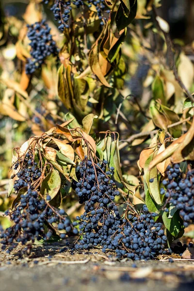 Colpo Verticale Uva Nera Appassita Una Vite — Foto Stock