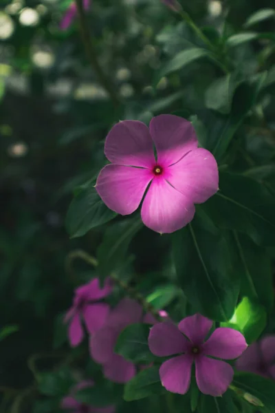 Primo Piano Viola Madagascar Pervinca Coltivata Giardino — Foto Stock