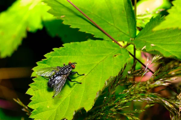 Close Inseto Chamado Flesh Fly Uma Folha Verde — Fotografia de Stock