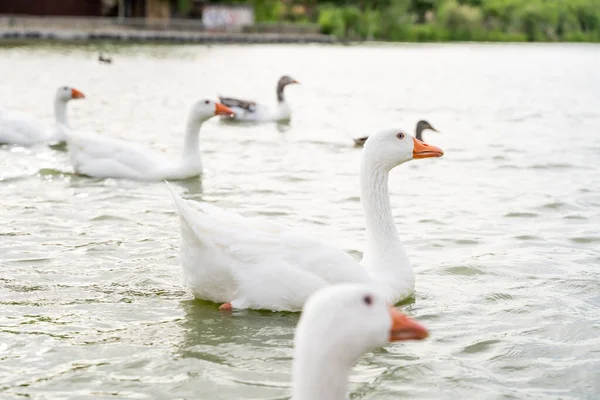 Hromada Bílých Hus Jezeře — Stock fotografie