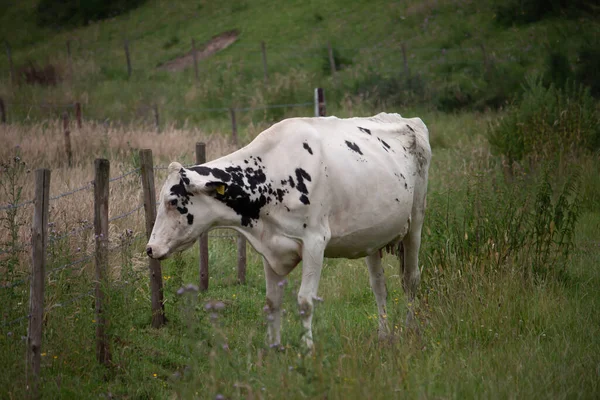 Uma Vaca Pastando Pasto Campo — Fotografia de Stock