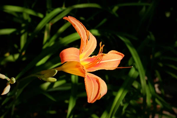 Egy Közeli Narancssárga Liliom Gyönyörű Narancs Virágok — Stock Fotó