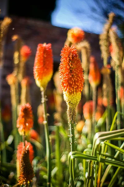 Vertical Shot Blooming Orange Red Hot Poker Flowers — Stock Photo, Image