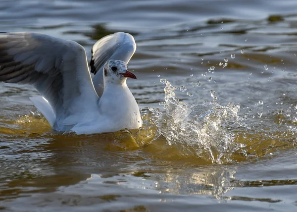Белая Птица Поверхности Воды — стоковое фото