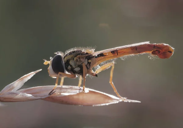 Makroaufnahme Eines Platycheirus Insekts Auf Einer Blume Vor Verschwommenem Hintergrund — Stockfoto